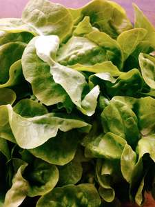 Vegetables: Lettuce 'Green Oak'