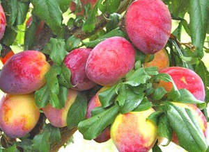 Fruit: Plums