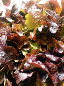Vegetables: Lettuce 'Red Oak'