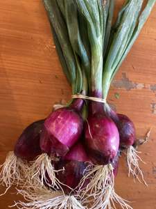 Products: Onions, Red - bunch