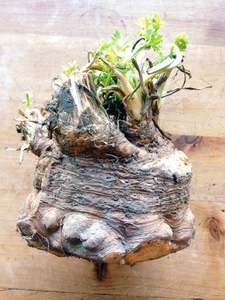 Products: Celeriac, each