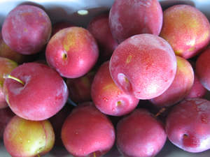 Fruit: Plums 'Omega'