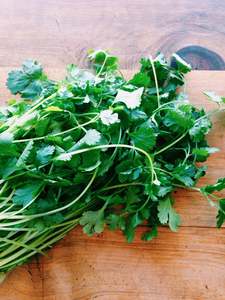 Herbs: Coriander
