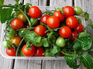 Cherry Tomatoes - Streamside