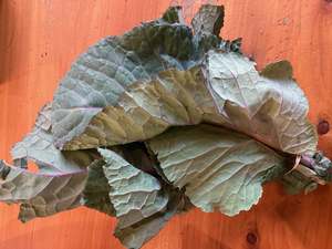 Collard Greens - bunch