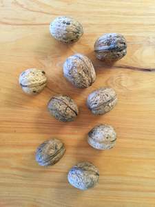 Nuts: Walnuts - in-shell