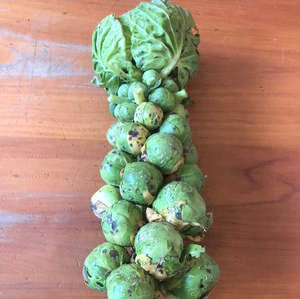 Products: Brussel sprouts