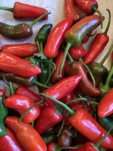Jalapeño Peppers