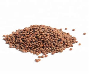 Organic Brown Lentils - [100g]