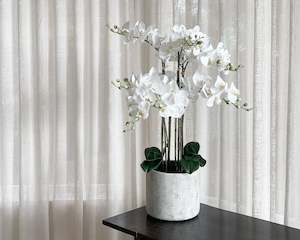 Pots Planters Garden: Potted Phalaenopsis Orchid Plant