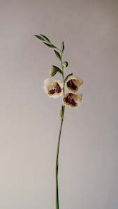 Art: Gladioli | Photographic Print | Danelle Bohane + Leaf & Honey