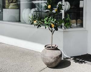 Pots Planters Garden: Topiary Citrus Tree