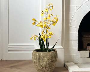 Oncidium Orchid Plant