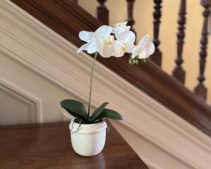 Single Phalaenopsis Orchid Potted Plant