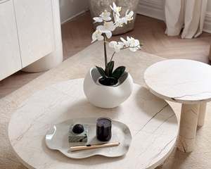 Double Phalaenopsis Orchid Potted Plant