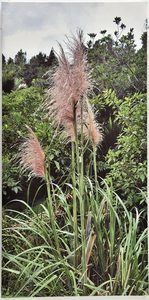 Toi toi canvas photo print