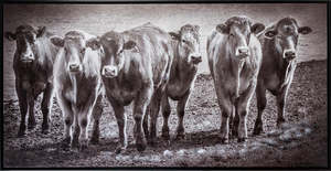 Six Pack Cows Canvas Print