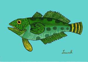 Cards Lra: Maori Chief