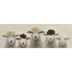 Canvas Art: Sheep Canvas long