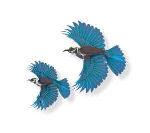 Tui Mini