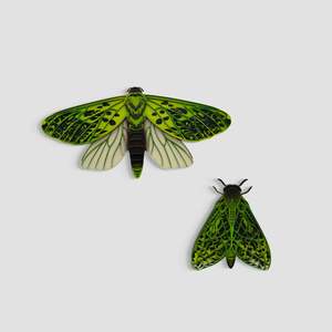 Pūriri Moths