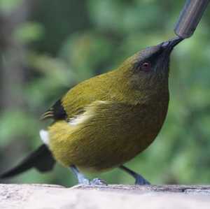 Adult Day Pass Gift Voucher - Orokonui Ecosanctuary