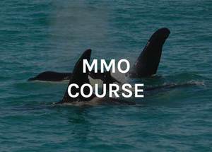 Products: MMO Courses 2026