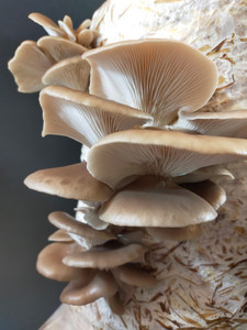 Products: Native Phoenix Oyster MycoLogic