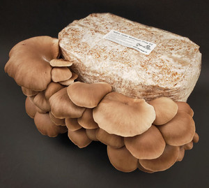 Products: Native Phoenix Oyster Grow Kit (Free Shipping) MycoLogic