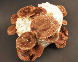 Products: NZ Shiitake MycoLogic