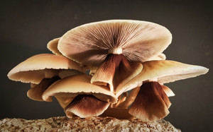 Products: Tawaka MycoLogic