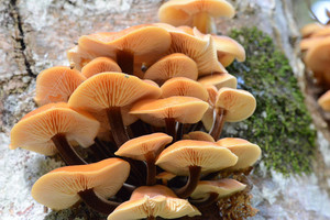 Products: Enoki MycoLogic