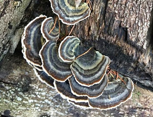 Products: Turkey Tail MycoLogic