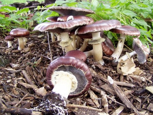 Products: Wine Caps / King Stropharia MycoLogic