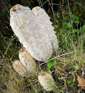 Products: Shaggy Mane MycoLogic