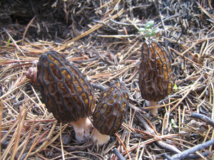 Products: Black Morel Spawn MycoLogic