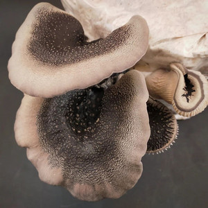 Products: Brown Oyster MycoLogic