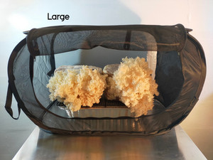 Products: Mini Mushroom Grow Tent MycoLogic