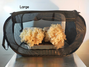 Products: Mini Mushroom Grow Tent MycoLogic