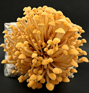 Products: Enoki Mushroom Grow Kit MycoLogic
