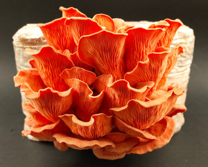 Products: Pink Oyster Mushroom Grow Kit MycoLogic