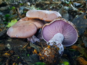 Products: Wood Blewits MycoLogic