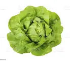 Lettuce- Butterhead (Sprayfree)