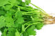 Coriander (Spray Free)