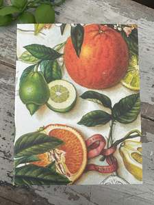 Jotter Pad Oranges Summer Breeze