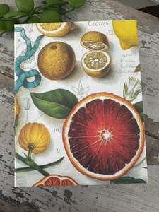 Home Gifts: Jotter Pad Grapefruit Summer Breeze