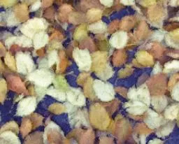 Products: Autumn and Blue Leaves - Paint by Numbers - Paint My Numbers