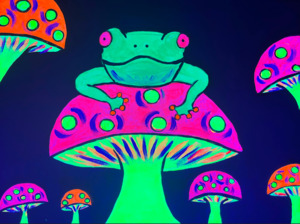 Frog on the Glow | 27/11/2025 - Millennium Hotel Rotorua