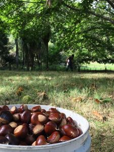 Farm Produce Pakaraka Permaculture: PRE ORDER Fresh Large Chestnuts