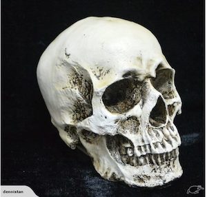 Baby Gear: Skull Head Human Resin Skeleton